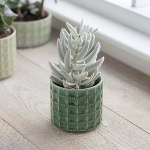 Sage And Green Textured Succulent Planters