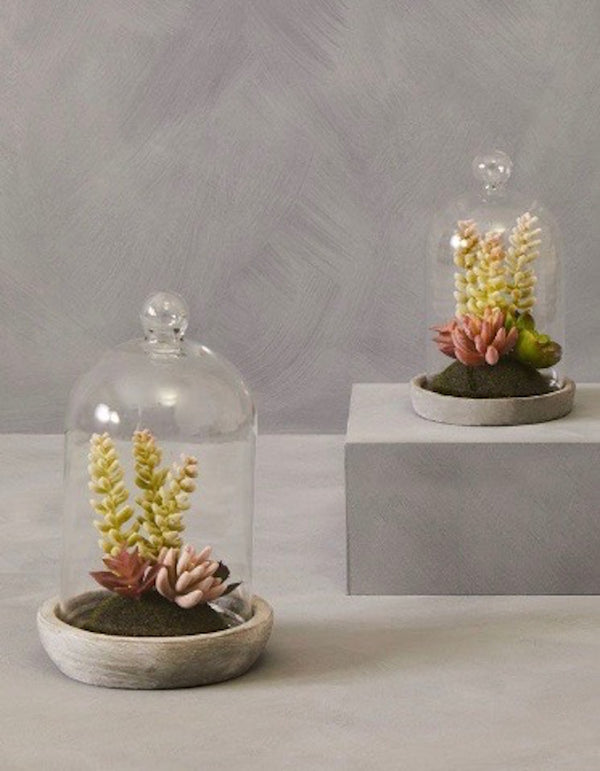 Succulents In A Glass Dome