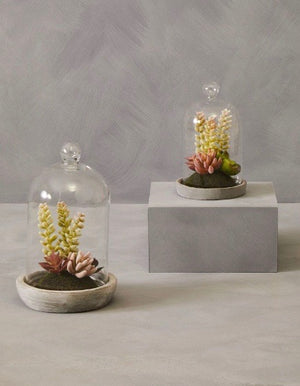 Succulents In A Glass Dome