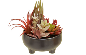Mixed Succulents In Ceramic Pot