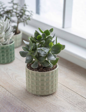 Sage And Green Textured Succulent Planters