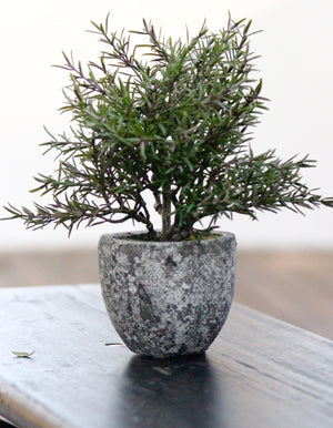 Rosemary Plant In A Stone Pot