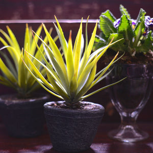 Natural Green Air Plant In Cement Pot